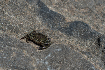 Crab on a rock on the beach