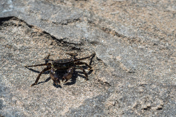 Crab on a rock on the beach