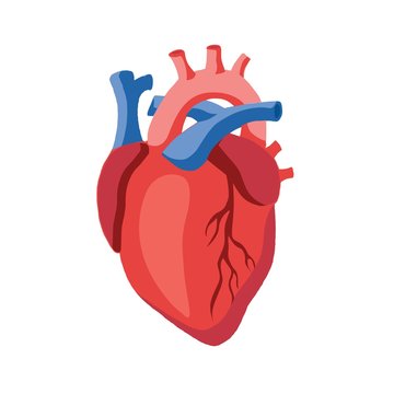 human heart icon illustration