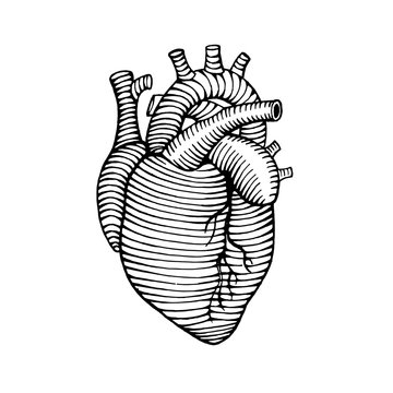 hand drawn human heart drawing illustration