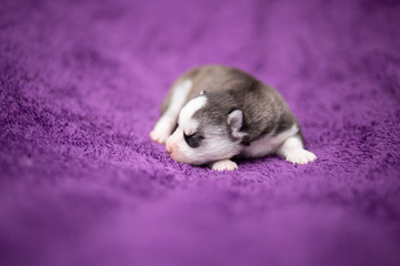 Siberian husky puppy