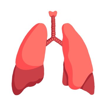 human lung vector illustration