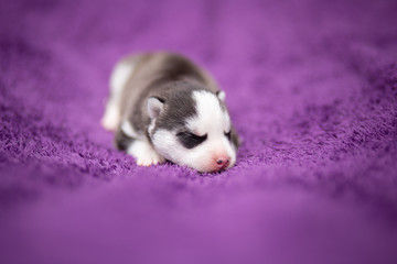 Husky puppy