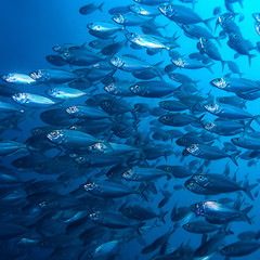 lot of small fish in the sea under water / fish colony, fishing, ocean wildlife scene