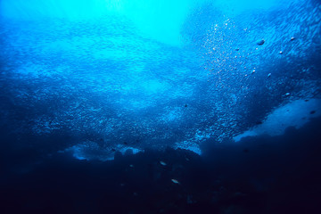 lot of small fish in the sea under water / fish colony, fishing, ocean wildlife scene