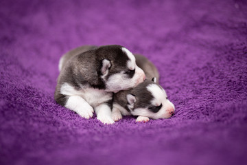 Siberian Husky puppies