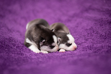 Fototapeta premium sleeping husky puppies