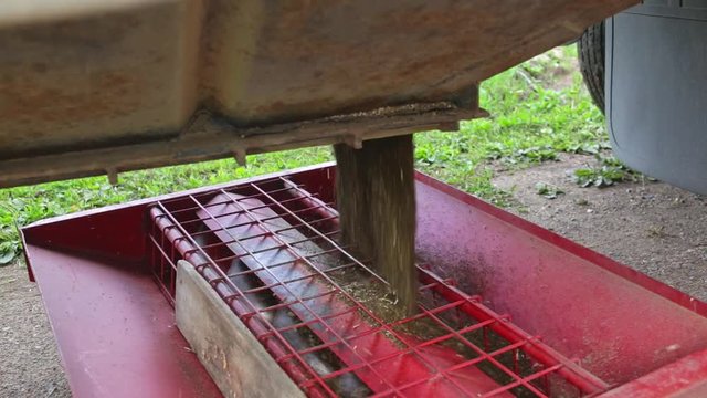 Unloading canola from a truck into an auger hopper