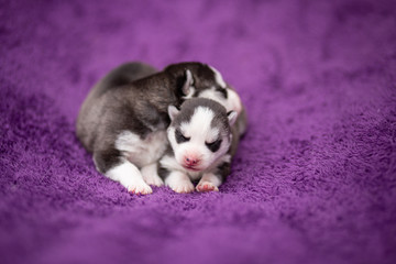 husky puppies