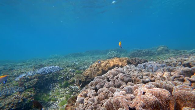 Fixed camera shot of Sarcophyton soft coral reef in shallow tropical water. Vibrant blue reef Chromis fish floating above the majestic soft coral reef