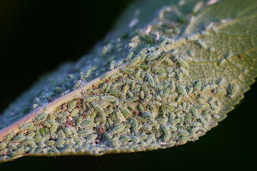 garden pests on the leaves of fruit trees