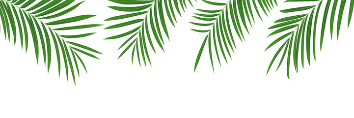 Palm leaves background. Isolated tropical jungle leaves banner.