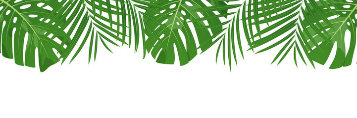 Palm leaves background. Isolated tropical coconut and monstera jungle leaves banner.