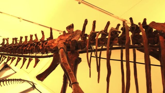 Cinematic side panning of a massive dinosaur skeleton.