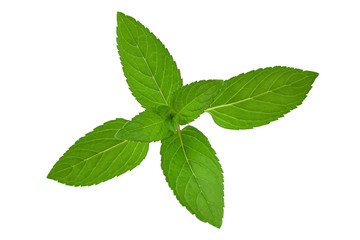 Naklejka na ściany i meble Peppermint leaf closeup