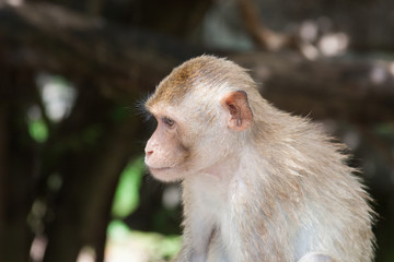 Cute Funny Monkey Face Portrait View in Natural Forest of Thailand