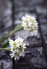 Fototapeta na wymiar abstraction with white flowers on a charred wood