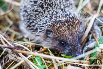 young hedgehog in grass