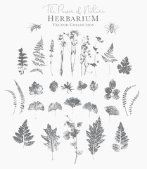 Set of dried herbs and natural plants and bees - herbarium logo collection on white background - obrazy, fototapety, plakaty