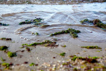 Green seaweed on the beach sand