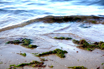 Green seaweed on the beach sand