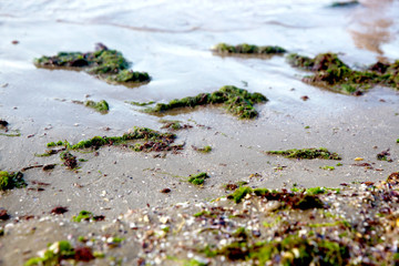 Green seaweed on the beach sand