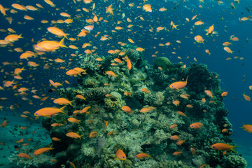 Coral reefs and water plants in the Red Sea, Eilat Israel