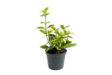 Fototapeta na wymiar Plant growing in brown flowerpot isolated on white background