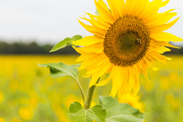 Sunflower field planted to seed for oil production.