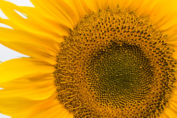 Sunflower field planted to seed for oil production.