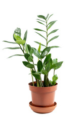 Plant growing in brown flowerpot isolated on white background