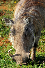Warthog Male After Fight