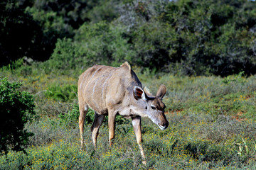Lone Female Kudu