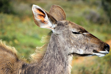 Sleepy Kudu Female