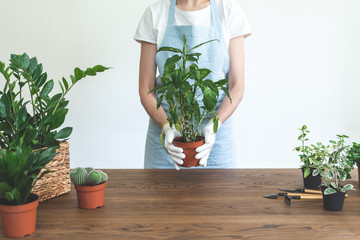 Gardener woman replant green plant at home