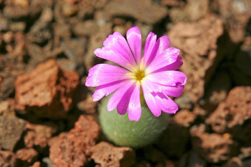 Flowering stone (Conophytum mirabile)