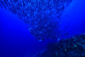 Naklejka na ściany i meble many Caranx underwater / large fish flock, underwater world, ocean ecological system