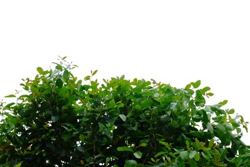 Fototapeta premium Tropical tree leaves on white isolated background for green foliage backdrop 