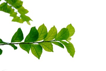 Tropical plant with leaves branches on white isolated background for green foliage backdrop 