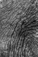 Elephant Skin