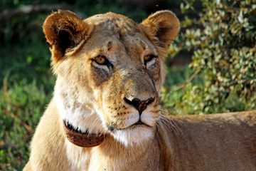 Fototapeta na wymiar Lioness Head