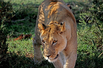 Hunting Lioness