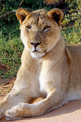 Obraz na płótnie Canvas Gazing Lioness
