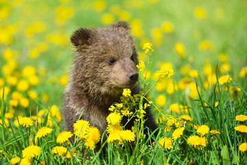 Cute little brown bear cub playing on a lawn among dandelions © nmelnychuk