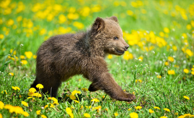 Fototapeta premium Cute little brown bear cub playing on a lawn among dandelions