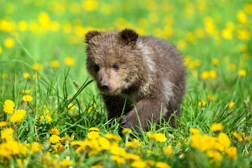 Cute little brown bear cub playing on a lawn among dandelions