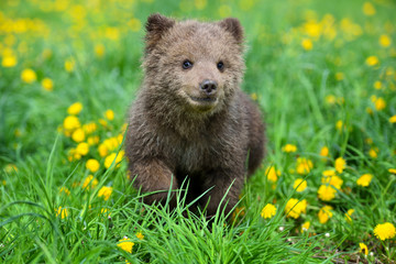 Fototapeta premium Cute little brown bear cub playing on a lawn among dandelions