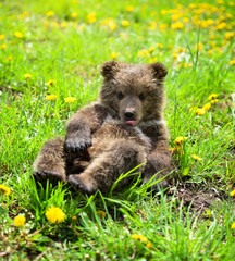Cute little brown bear cub playing on a lawn among dandelions © nmelnychuk
