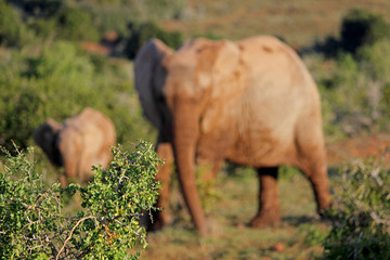 Elephant Out-of-Focus