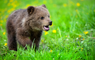 Cute little brown bear cub playing on a lawn among dandelions